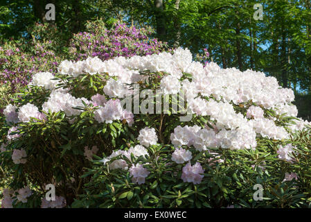 Struttura di rododendro con fiori di colore bianco in una foresta Foto Stock