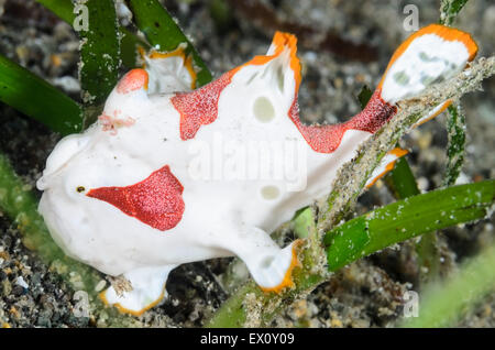 I capretti presenta verrucosa pesce rana, Antennarius maculatus, Anilao, Batangas, Filippine, Pacific Foto Stock