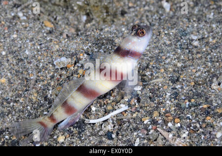 Steinitz' shrimpgpby, Amblyeleotris steinitzi, Anilao, Batangas, Filippine, Pacific Foto Stock