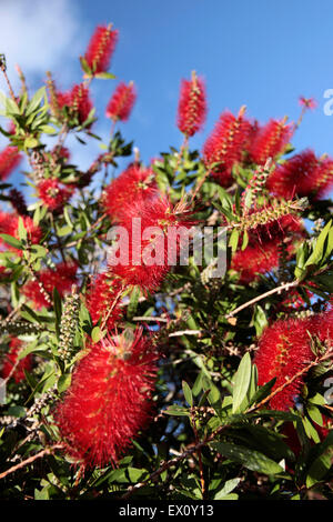 Fiori di colore rosso dell'albero pohutukawa con Coromandel, Nuova Zelanda Foto Stock