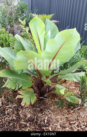 Ensete ventricosum, abissino di banana Foto Stock