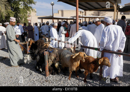 Acquisto e vendita di capre al settimanale mercato degli animali in Nizwa, Oman Foto Stock