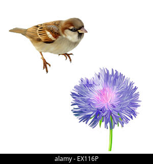 Illustrazione della casa passero. Isolato su sfondo bianco Foto Stock