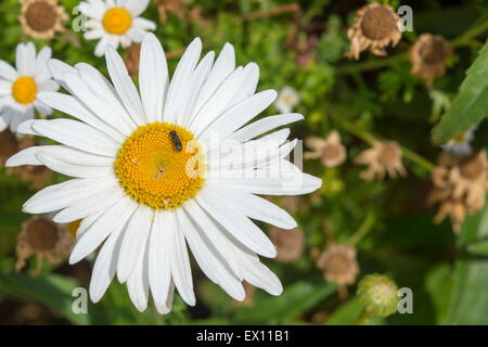 Grande fiore a margherita con Ape su esso Foto Stock