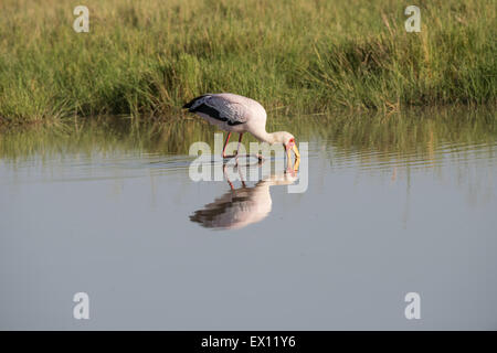 Giallo-fatturati stork alimentando in uno stagno, Tanzania Foto Stock