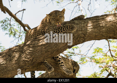 Leopard in appoggio in acacia, Tanzania Foto Stock