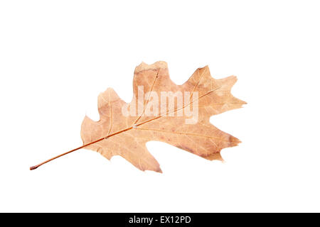 Piccole foglie essiccate su bianco Foto Stock