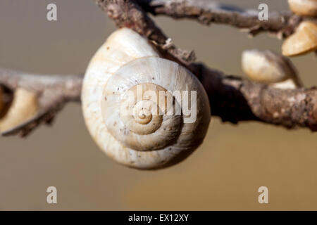 Sandhill lumaca Theba pisana, lumaca mediterranea su un gambo Foto Stock