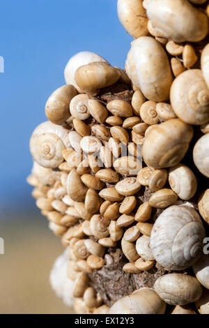 Sandhill lumache Theba pisana, Mediterraneo va a passo di lumaca su un ramo boccole, Creta, Grecia Foto Stock