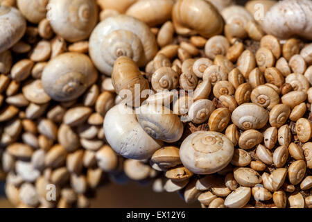 Lumache di sabbia Theba pisana, lumaca mediterranea, Creta, Grecia Foto Stock