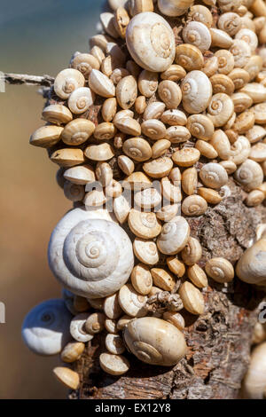 Mollusco gasteropode lumache di Sandhill da vicino Theba pisana, molte lumache di varie dimensioni creano una bella consistenza dalle conchiglie Foto Stock