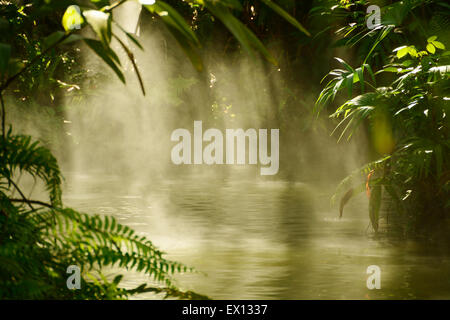 Sole che splende attraverso gli alberi e la nebbia in un fiume tropicale Foto Stock