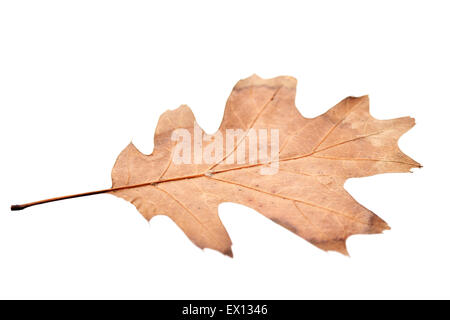 Piccolo essiccato fino maple leaf su sfondo bianco Foto Stock