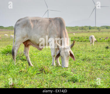 Bellissima femmina di Cebu mangiare erba in un campo di pascolo in Panama Foto Stock