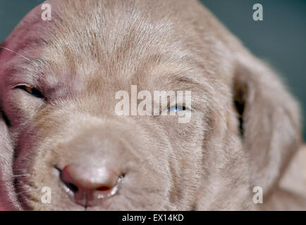 Macro shot del volto di un molto giovane cucciolo Weimaraner Foto Stock