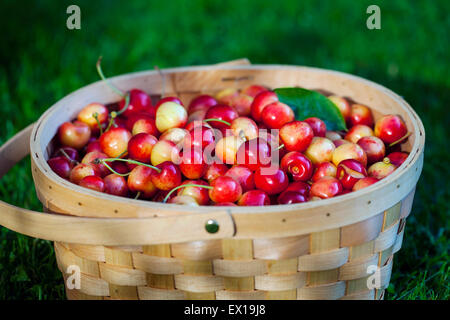 Cesto pieno di ciliegie dolci Foto Stock