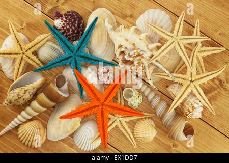 Conchiglie di mare e Starfishes marrone su sfondo di legno Foto Stock