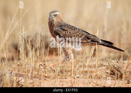 Immaturo salmodiare pallido astore (Melierax canorus), Deserto Kalahari, Sud Africa Foto Stock