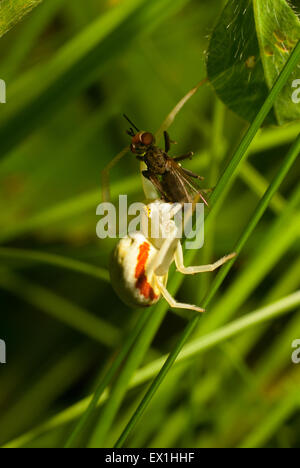 Spider-backed,spider-granchi (Thomisidae),catturati e mangia una mosca(Musca domestica). Foto Stock