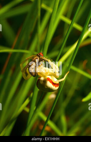 Spider-backed,spider-granchi (Thomisidae),catturati e mangia una mosca(Musca domestica). Foto Stock