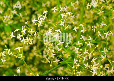 Sfondo decorativo di fiori bianchi profumati (Bedstraw Galium odoratum).(Rubiaceae) Foto Stock