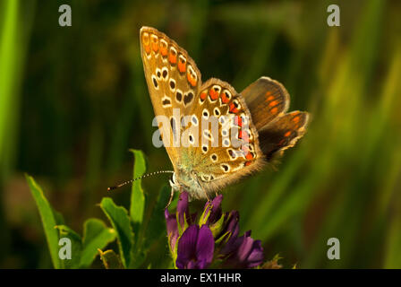 Butterfly Golubenko Icaro ( Polyommatus icarus). Lycaenidae; Foto Stock