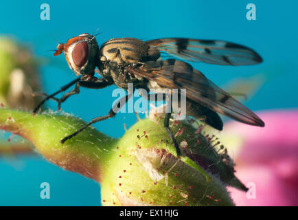 Fly (otiti formosa),(Ulidiidae) comune, spesso si trova su fiori. Foto Stock