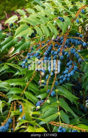 Mahonia × media "sole invernale' uva di Oregon "sole invernale" che mostra di bacche di colore viola. Foto Stock