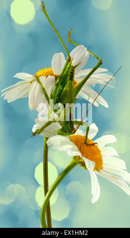 La larva della cavalletta grigio(Decticus verrucivorus) su un fiore di camomilla(Tripleurospermum inodorum). Foto Stock