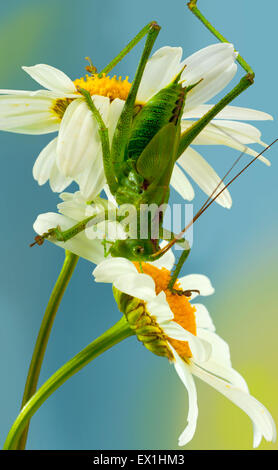 La larva della cavalletta grigio(Decticus verrucivorus) su un fiore di camomilla(Tripleurospermum inodorum). Foto Stock