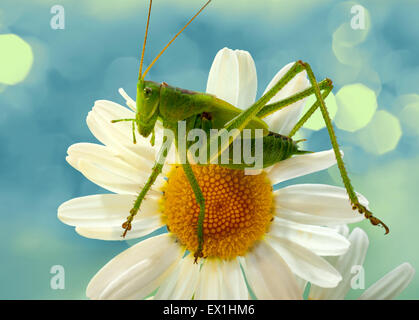 La larva della cavalletta grigio(Decticus verrucivorus) su un fiore di camomilla(Tripleurospermum inodorum). Foto Stock