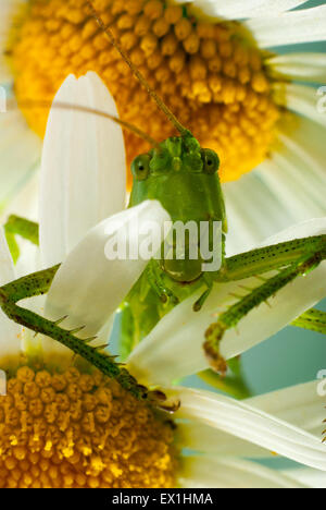 La larva della cavalletta grigio(Decticus verrucivorus) su un fiore di camomilla(Tripleurospermum inodorum). Foto Stock