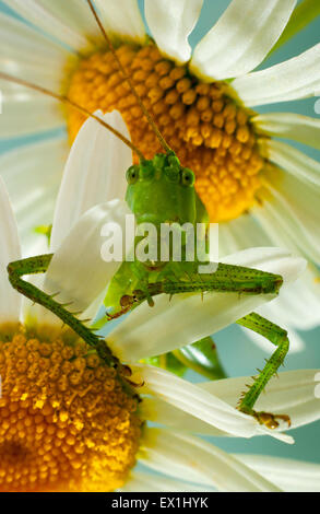 La larva della cavalletta grigio(Decticus verrucivorus) su un fiore di camomilla(Tripleurospermum inodorum). Foto Stock