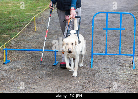 Una persona cieca è guidato dal suo golden retriever cane guida durante l'ultimo allenamento per il cane. I cani vengono sottoposti a vari tr Foto Stock