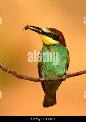 Unione gruccione ,Merops apiaster, alimentazione Foto Stock