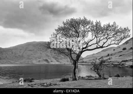 Immagine di panorama di un albero da Crummock acqua nel distretto del lago, UK, poi convertito in bianco e nero Foto Stock