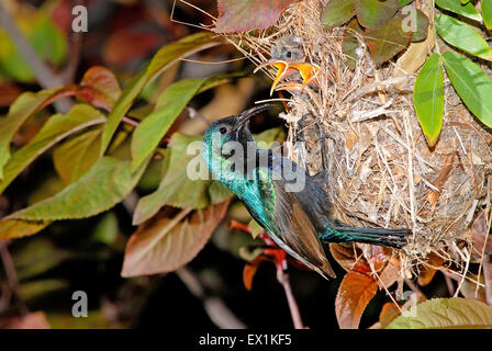 Nectarinia osea maschio alimenta la sua giovane Foto Stock