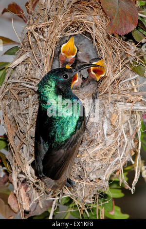 Nectarinia osea maschio alimenta la sua giovane Foto Stock