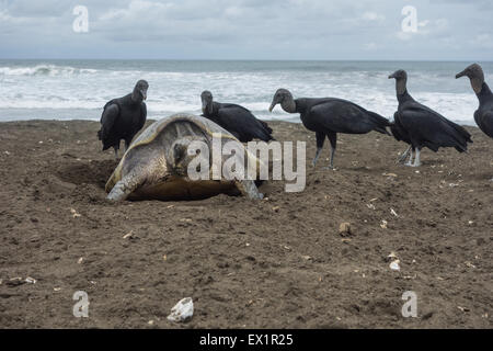 Olive Ridley (Lepidechelys olivacea) tartaruga di mare che posa uova con avvoltoi neri (Coragyps atratus) sullo sfondo su Ostional Beach, Costa Rica. Foto Stock