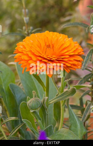 Close-up di Calendula (calendula officinalis) impianto in un giardino Foto Stock
