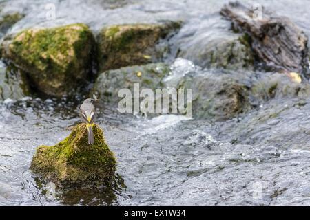 Grigio - Wagtail Motacilla cinerea, maschio adulto con mayfly preda, Derbyshire, Inghilterra, Giugno Foto Stock