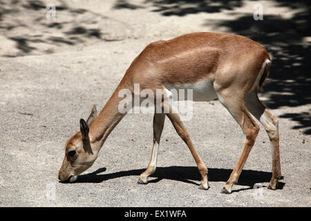 Femmina blackbuck indiano (Antilope cervicapra) presso lo Zoo di Schönbrunn a Vienna, Austria. Foto Stock