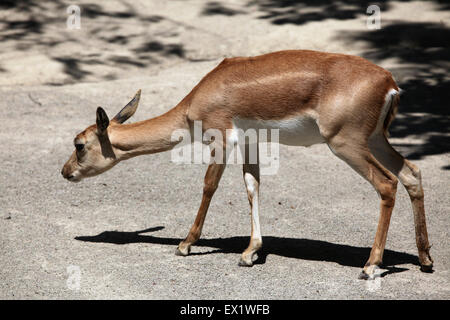 Femmina blackbuck indiano (Antilope cervicapra) presso lo Zoo di Schönbrunn a Vienna, Austria. Foto Stock