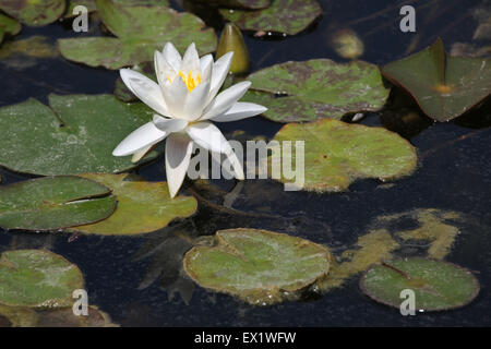 Star lotus (Nymphaea nouchali), noto anche come il bianco giglio di acqua presso lo Zoo di Schönbrunn a Vienna, Austria. Foto Stock