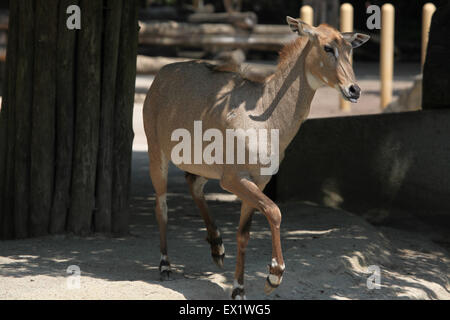 Nilgai (Boselaphus tragocamelus) presso lo Zoo di Schönbrunn a Vienna, Austria. Foto Stock