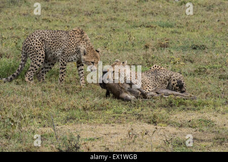 Cheetah con baby gnu kill, Tanzania Foto Stock