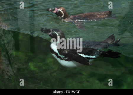 Pinguini Humboldt (Spheniscus Humboldti), noto anche come il cileno penguin presso lo Zoo di Schönbrunn a Vienna, Austria. Foto Stock