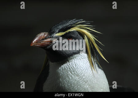 Nord pinguino saltaroccia (Eudyptes moseleyi) presso lo Zoo di Schönbrunn a Vienna, Austria. Foto Stock