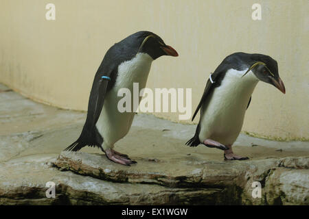 Nord pinguino saltaroccia (Eudyptes moseleyi) presso lo Zoo di Schönbrunn a Vienna, Austria. Foto Stock