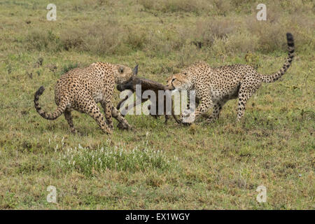 Cheetah con baby gnu kill, Tanzania Foto Stock